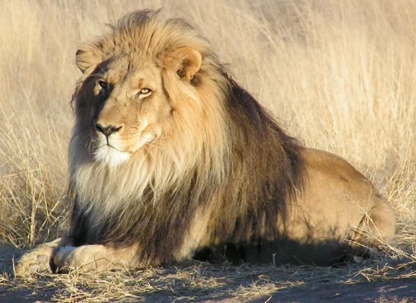 cave lion size comparison