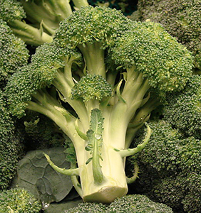 Brassica oleracea var. botrytis (Broccoli)