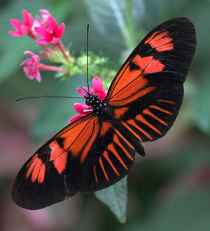 Heliconius melpomene