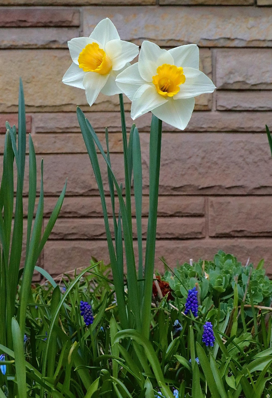 A close up of flowersAI-generated content may be incorrect.