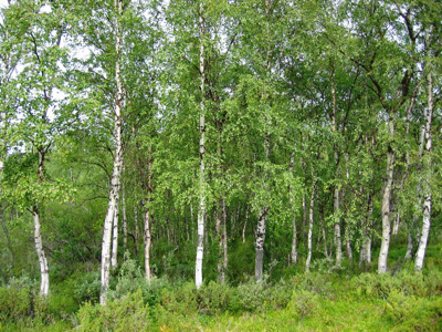 Betula_pendula_Finland