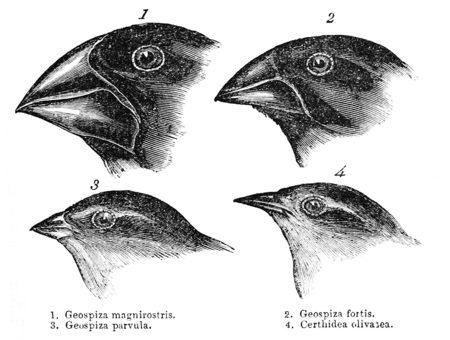 Darwin's Finches Darwin's Finches