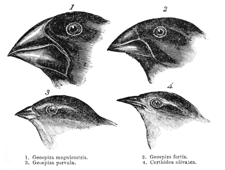 Darwin's Finches