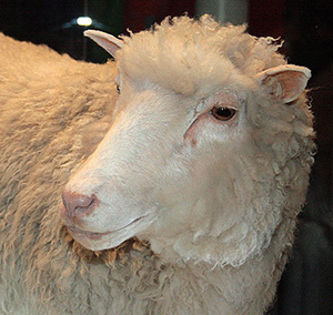 Dolly the Sheep