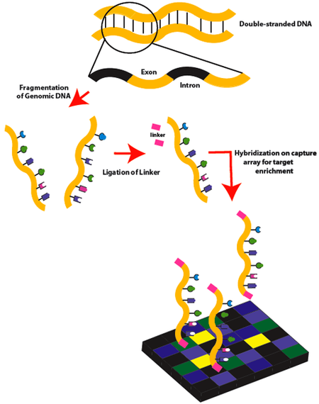 Exome_Sequencing_Workflow_1a