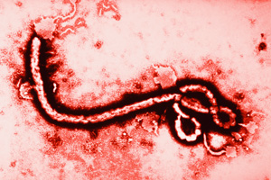 ebola Ebola Virus