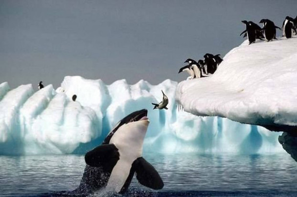 Photo of a penguin leaping into water, while at the same time, a whale came out of the water with its mouth open