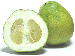 Pomelo