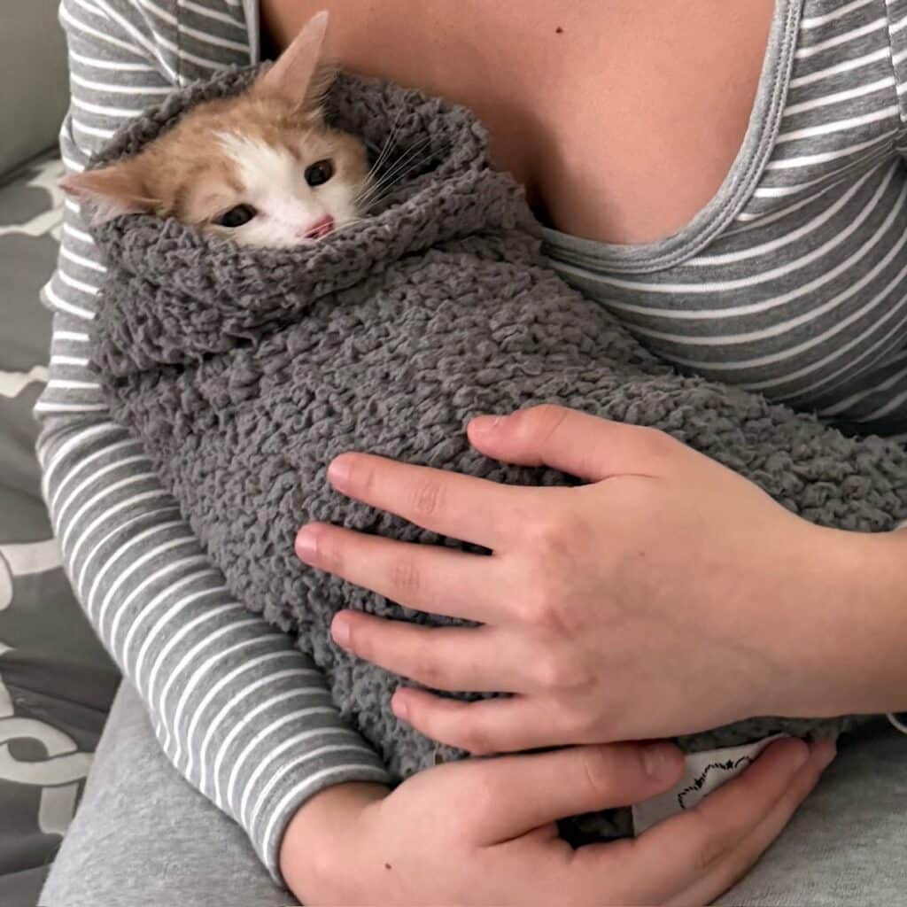 Dewey the cat