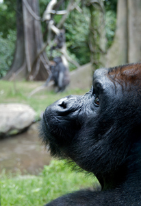 Western_Lowland_Gorilla