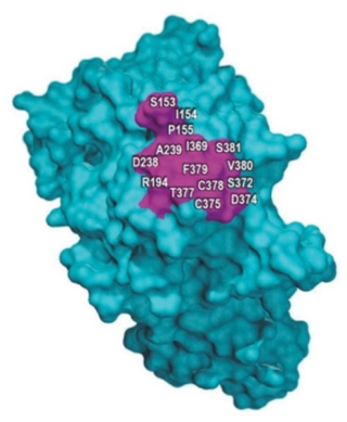 Amgen Files Its Principal Brief in Amgen v. Sanofi | McDonnell Boehnen Hulbert & Berghoff LLP