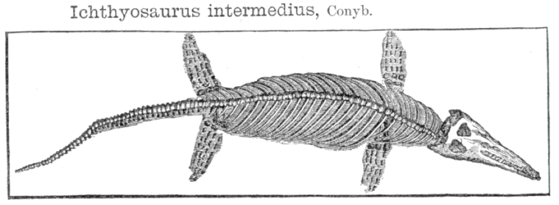 Ichthyosaurus Ichthyosaurus