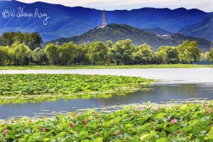 Lotus Garden Reflection Summer Palace Beijing, China