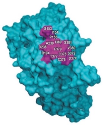 Sanofi and Regeneron File Respondents’ Brief on Amgen v. Sanofi | McDonnell Boehnen Hulbert & Berghoff LLP