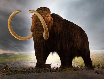 Woolly Mammoth