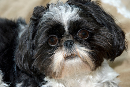 ShihTzu