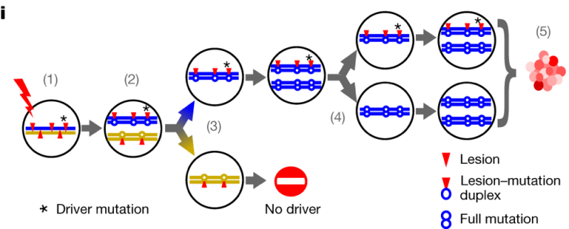 Figure 2i Figure 2i
