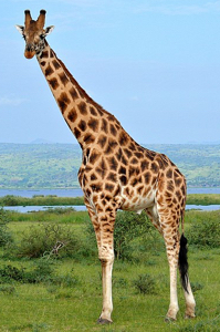 Rothschild's Giraffe