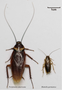 Cockroaches